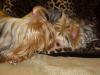 PICS of Bailey and Charlie's sister, Chloe...I got to doggy sit :)-bitsychloe-017f.jpg