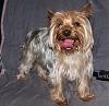 To those of you with Yorkies that have shorter cuts...-roxie-new-pics-005.jpg