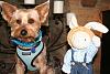 Yorkies ears-img_8661.jpg