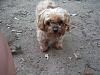 Yorkies ears-my-toffee.jpg