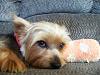 There is nothing like those yorkie eyes.-007.jpg