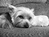 There is nothing like those yorkie eyes.-008.jpg