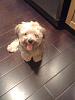 Yorkie Maltese needs a home-see-how-well-i-sit-.jpg