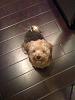 Yorkie Maltese needs a home-my-cute-curly-tail-.jpg