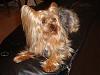 New to YorkieTalk-codys-dad.jpg