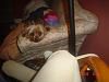 Yorkie vs Silky: 2 Different Breeds?-dsc07023.jpg