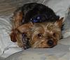 Yorkie vs Silky: 2 Different Breeds?-015_2_2.jpg