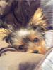 Olive is 6 months today!!-user19209154_pic89271_1273607095.jpg