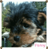 pennys new sister ( we hope )-pennysfirstpic-1.gif