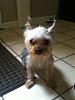 New yorkie is scared of me!-jaser1.jpg