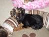 Mutant Yorkie.  World's largest yorkie?-2364_1012312595912_1467937137_30035129_8046174_s.jpg