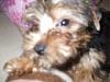 Mutant Yorkie.  World's largest yorkie?-s1467937137_30035132_430544.jpg