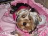 Mutant Yorkie.  World's largest yorkie?-s1467937137_30035127_5723865.jpg