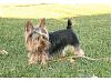 Red Legged Yorkie-moka.jpg