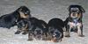 Prices of yorkies-puppys-067.jpg