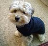 How do you dress your yorkie if it's a male?-003.jpg