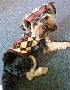 How do you dress your yorkie if it's a male?-fairy-tails-fashions-2.jpg