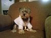 How do you dress your yorkie if it's a male?-cooper-new-robe.jpg