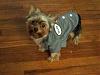 How do you dress your yorkie if it's a male?-wally1.jpg