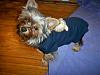 How do you dress your yorkie if it's a male?-thanksgiving-2009-016.jpg