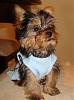 How do you dress your yorkie if it's a male?-28464_795280803809_7808887_45394488_5784408_n.jpg