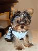 How do you dress your yorkie if it's a male?-28464_795280808799_7808887_45394489_6954217_n.jpg