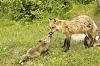 OMG Terrifying Morning - I am still shaking...-wildlife-red-fox-450-x-299-.jpg