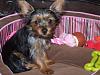 pointy face yorkie-tanny1.jpg