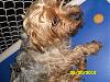 Yorkshire terriers worldwide needing fur-ever homes (& deathrow yorkies)-nc523.16775005-1-pn.jpg