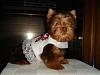 Chocolate Yorkie-306344564.jpg