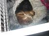 Pixie is half way thru her LP confinement!!-cimg8275.jpg