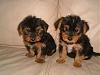 New Yorkie Parent!-16298389.jpg