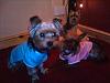 How do you dress your yorkie if it's a male?-846653169c.jpg