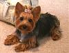 5 month old yorkie has one ear up and one ear down??????-nala.jpg