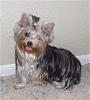 Why do Yorkies stick their tongues out?-tinker-tongue-out-shrunk-size-71410.jpg