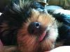 Why do Yorkies stick their tongues out?-php92sqckpm.jpg