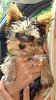 Why do Yorkies stick their tongues out?-38302_801049677939_7808887_45640276_6682165_n.jpg