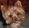 Why do Yorkies stick their tongues out?-puppysimon.jpg