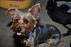 Why do Yorkies stick their tongues out?-_dsc0124.jpg