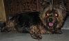 Just heard there is a couple in Pocomoke Maryland that has a shed full of dogs-rescuedogs-042.jpg