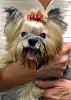 Why do Yorkies stick their tongues out?-dsc_0342_00137-web.jpg