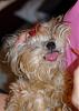 Why do Yorkies stick their tongues out?-dsc_2470_01180r-web.jpg