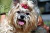 Why do Yorkies stick their tongues out?-dsc_1349_00379resize-web.jpg
