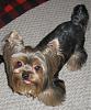 Why do Yorkies stick their tongues out?-momo.jpg