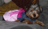 New Yorkie Mommy-small-lexi2.gif