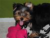 Why do Yorkies stick their tongues out?-maxphoto.jpg