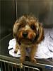 2 Stolen Yorkies-yorkie.jpg