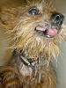 OKC PuppyMill Raid- OKYorkieRescue Steps In!-puppy-mill-babies-2010-009.jpg