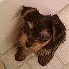 New to Yorkies & Yorkie Talk-bz.jpg