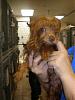 OKC PuppyMill Raid- OKYorkieRescue Steps In!-p7260562.jpg